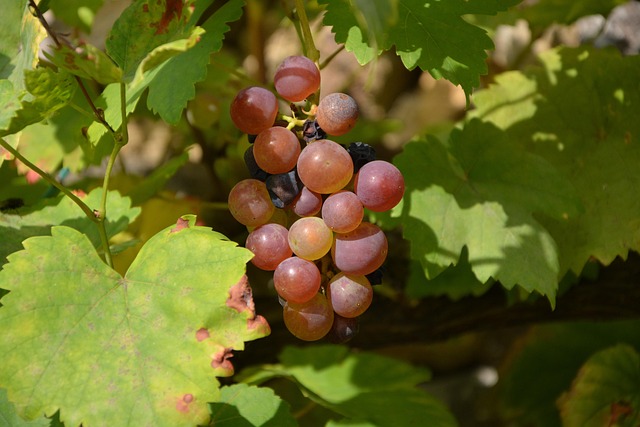 Début des vendanges