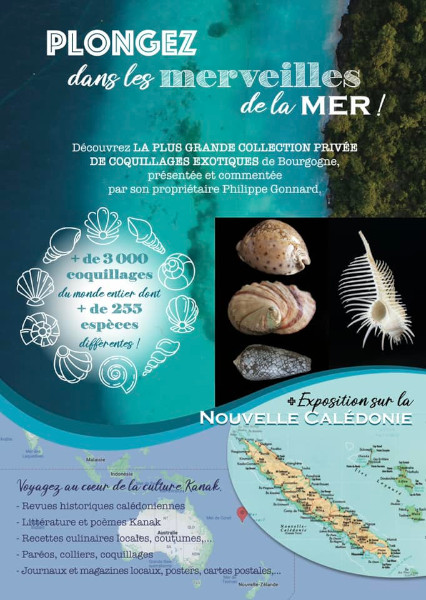 🐚﻿ Plongez dans les merveilles de la mer